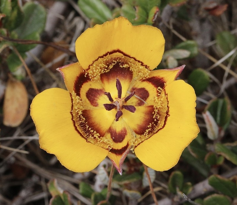 Clubhair Mariposa Lily photo 5