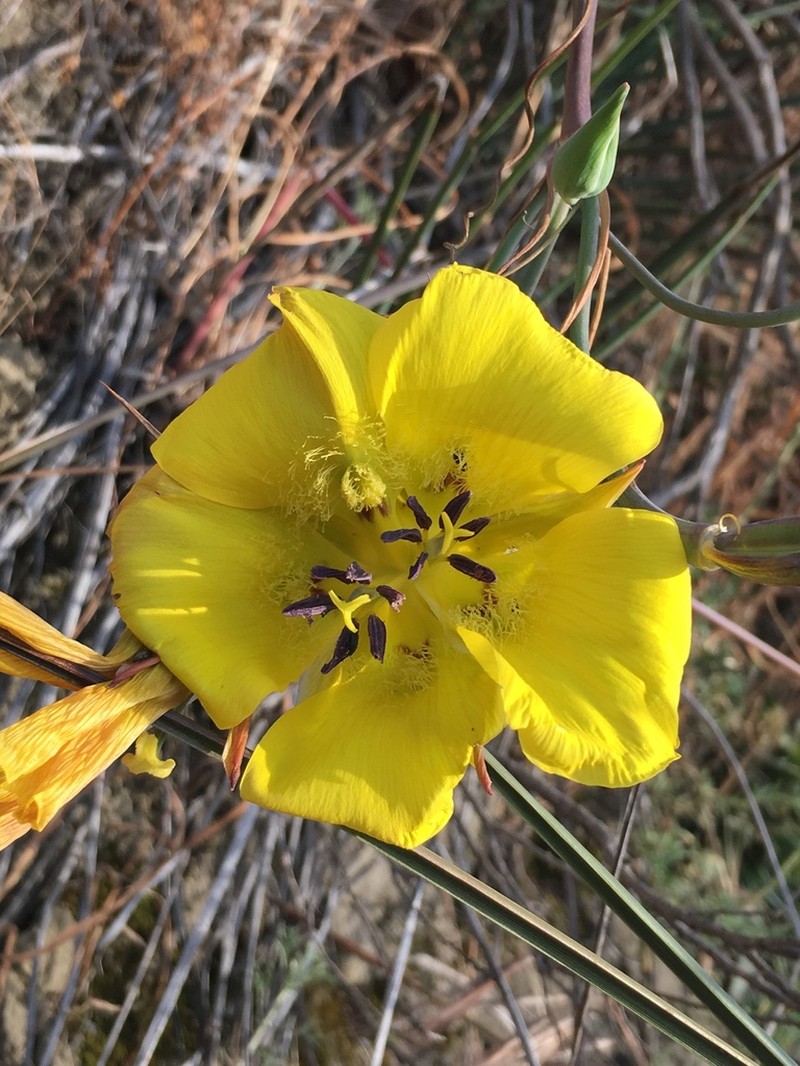 Clubhair Mariposa Lily photo 7