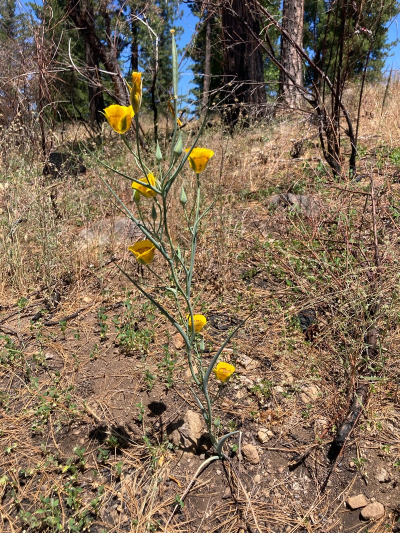 Calochortus clavatus var. avius