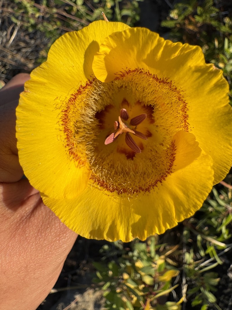 Calochortus clavatus var. avius photo 2