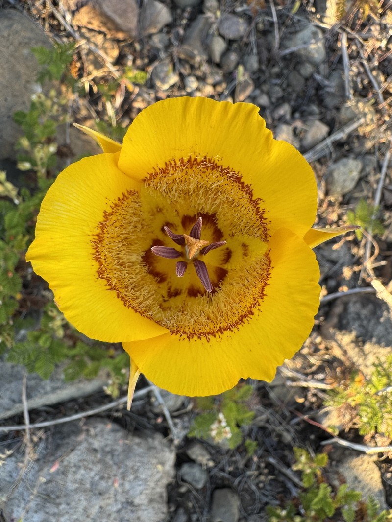 Calochortus clavatus var. avius photo 3