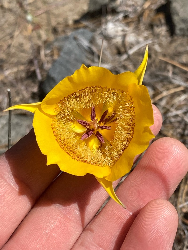Calochortus clavatus var. avius photo 4