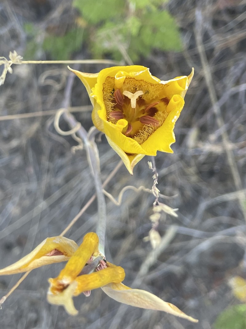 Calochortus clavatus var. avius photo 5