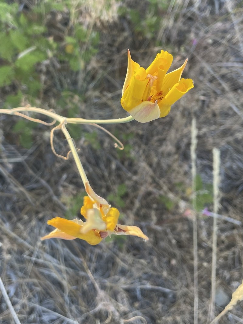 Calochortus clavatus var. avius photo 6