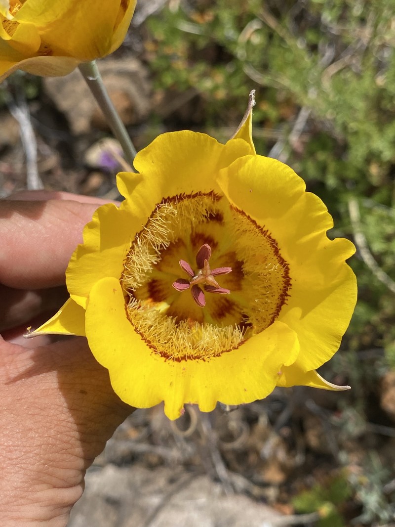 Calochortus clavatus var. avius photo 7