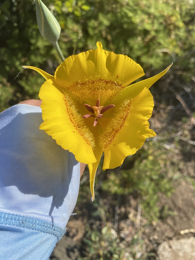 Calochortus clavatus var. avius photo 8