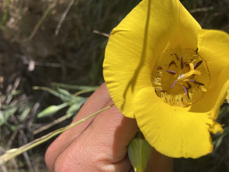Calochortus clavatus var. clavatus