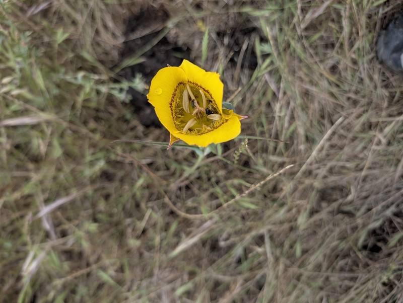 Calochortus clavatus var. clavatus photo 2