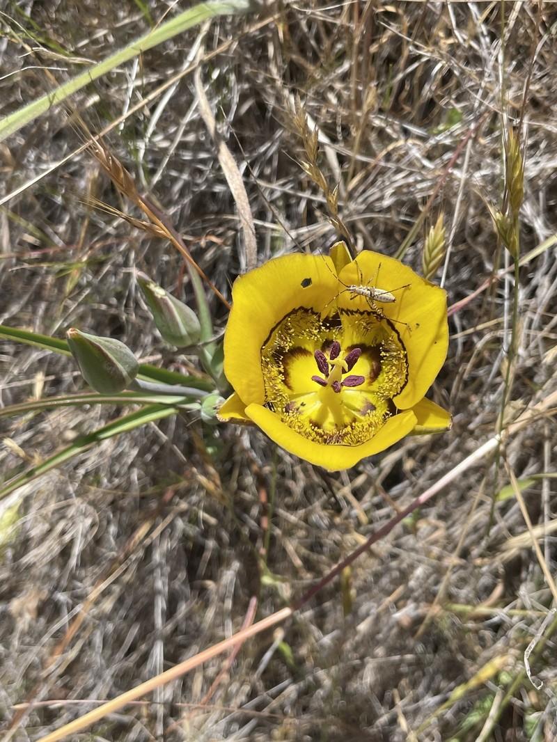 Calochortus clavatus var. clavatus photo 3
