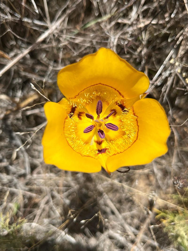 Calochortus clavatus var. clavatus photo 4