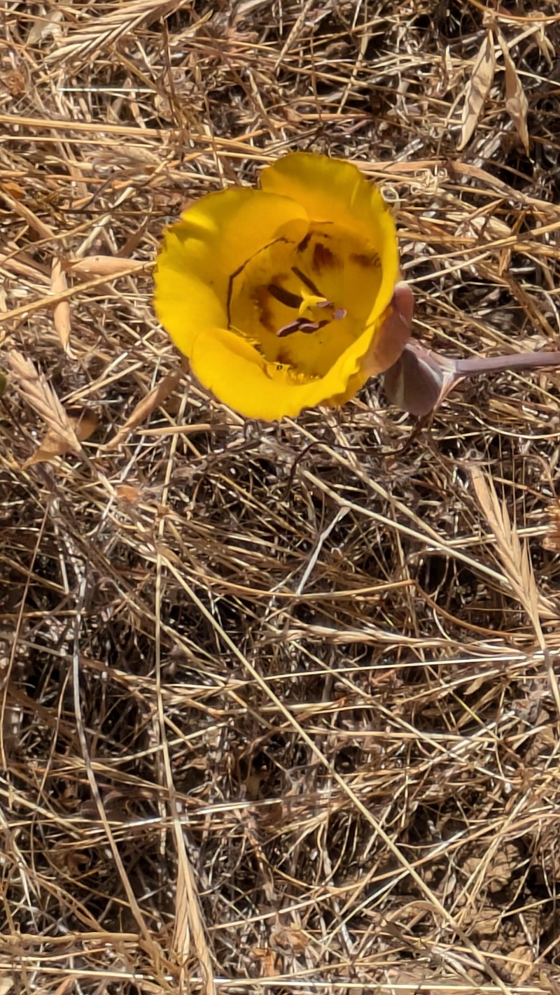 Calochortus clavatus var. clavatus photo 5