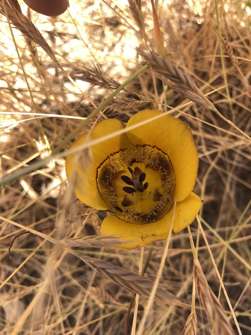 Calochortus clavatus var. clavatus photo 6