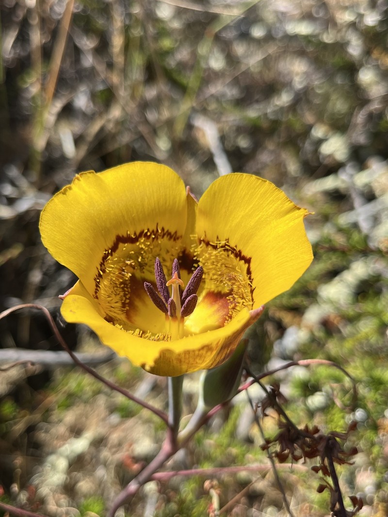 Calochortus clavatus var. clavatus photo 7