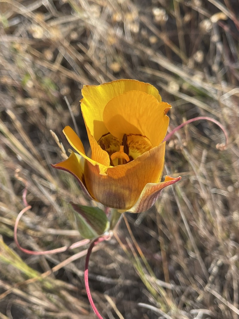 Calochortus clavatus var. clavatus photo 8