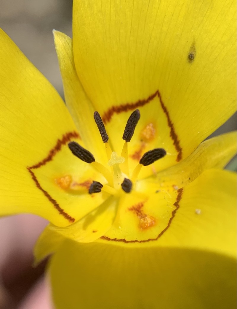 Calochortus clavatus var. gracilis