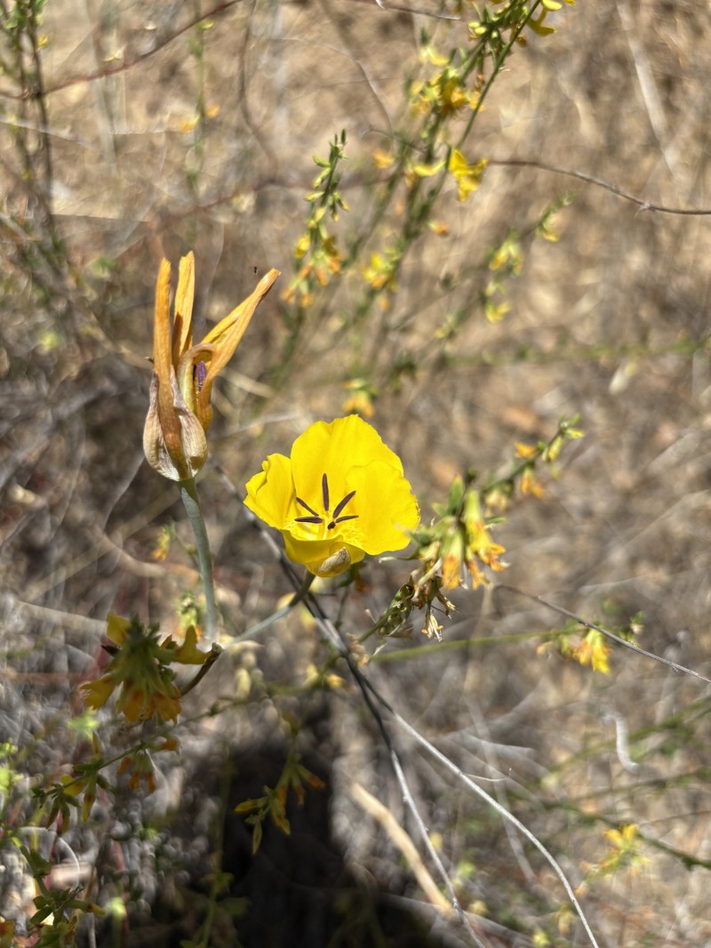 Calochortus clavatus var. gracilis photo 2