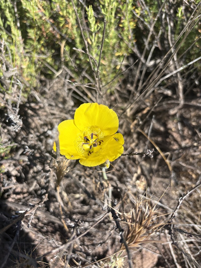 Calochortus clavatus var. gracilis photo 3