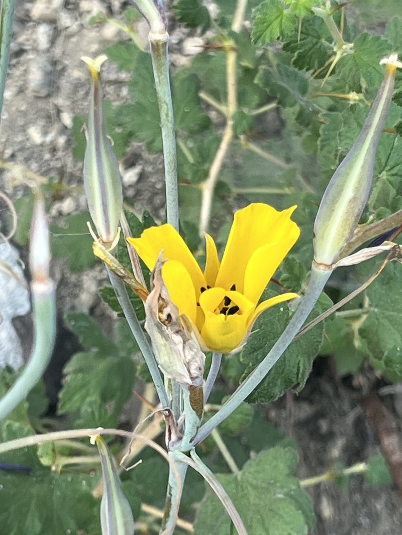 Calochortus clavatus var. gracilis photo 4