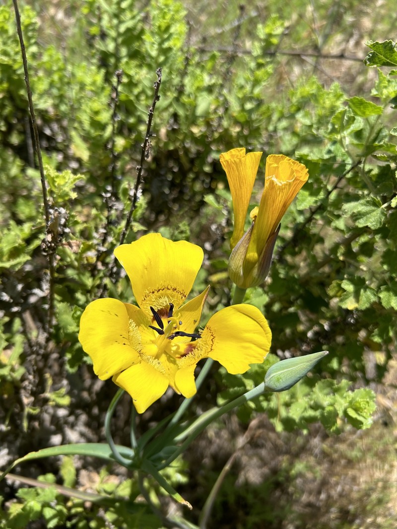 Calochortus clavatus var. gracilis photo 5