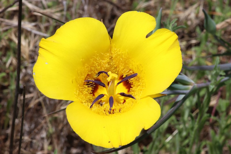 Calochortus clavatus var. gracilis photo 6