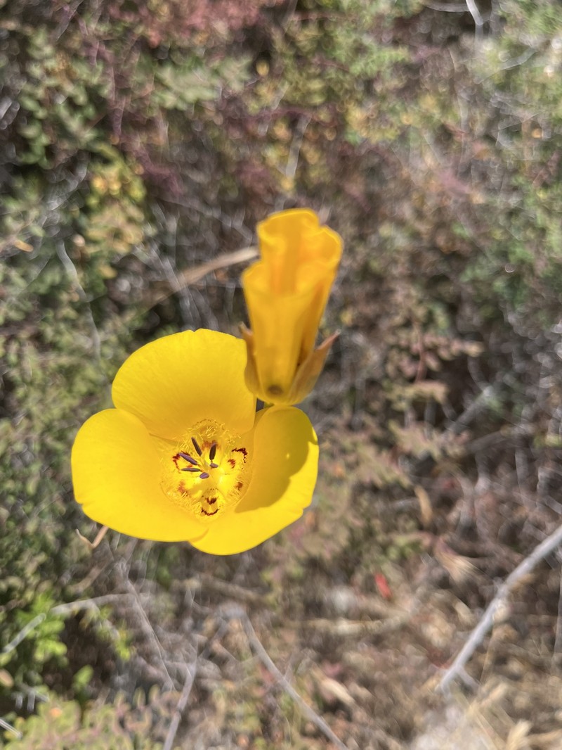 Calochortus clavatus var. gracilis photo 7