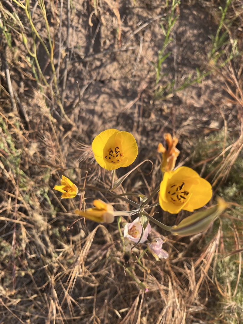 Calochortus clavatus var. gracilis photo 8