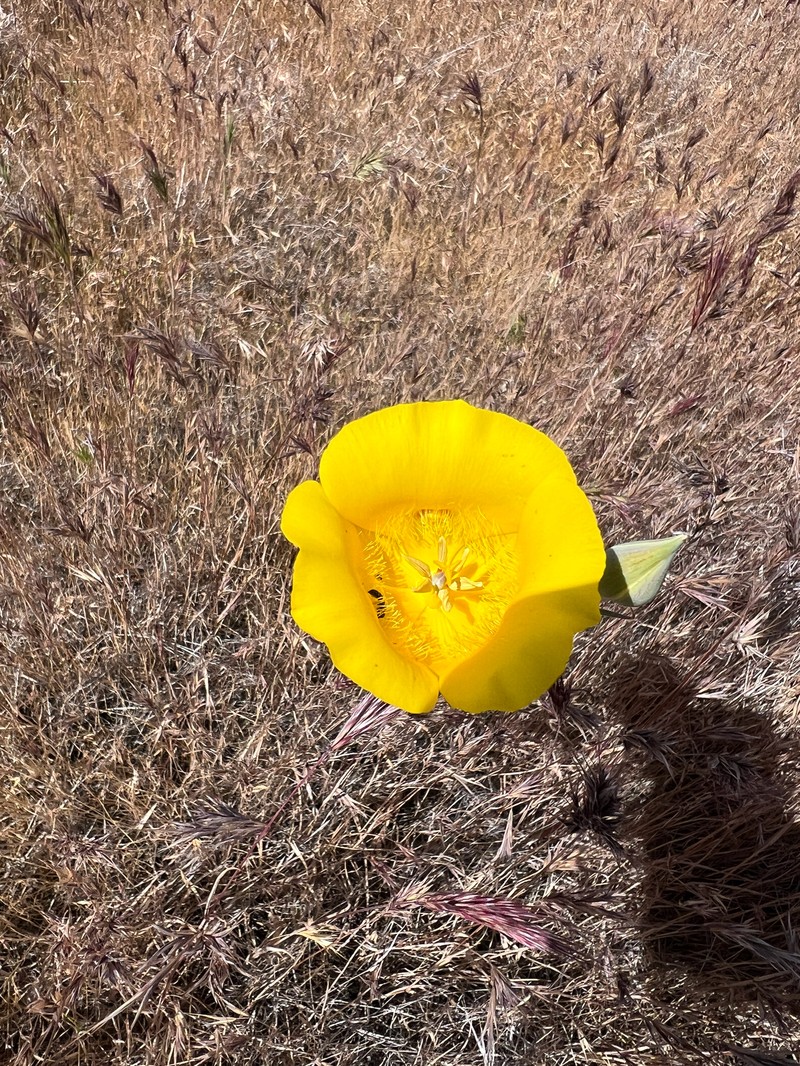 Calochortus clavatus var. pallidus