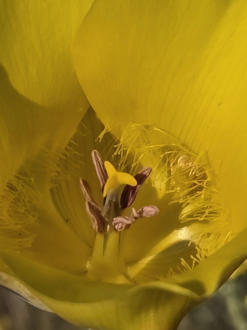 Calochortus clavatus var. pallidus photo 2