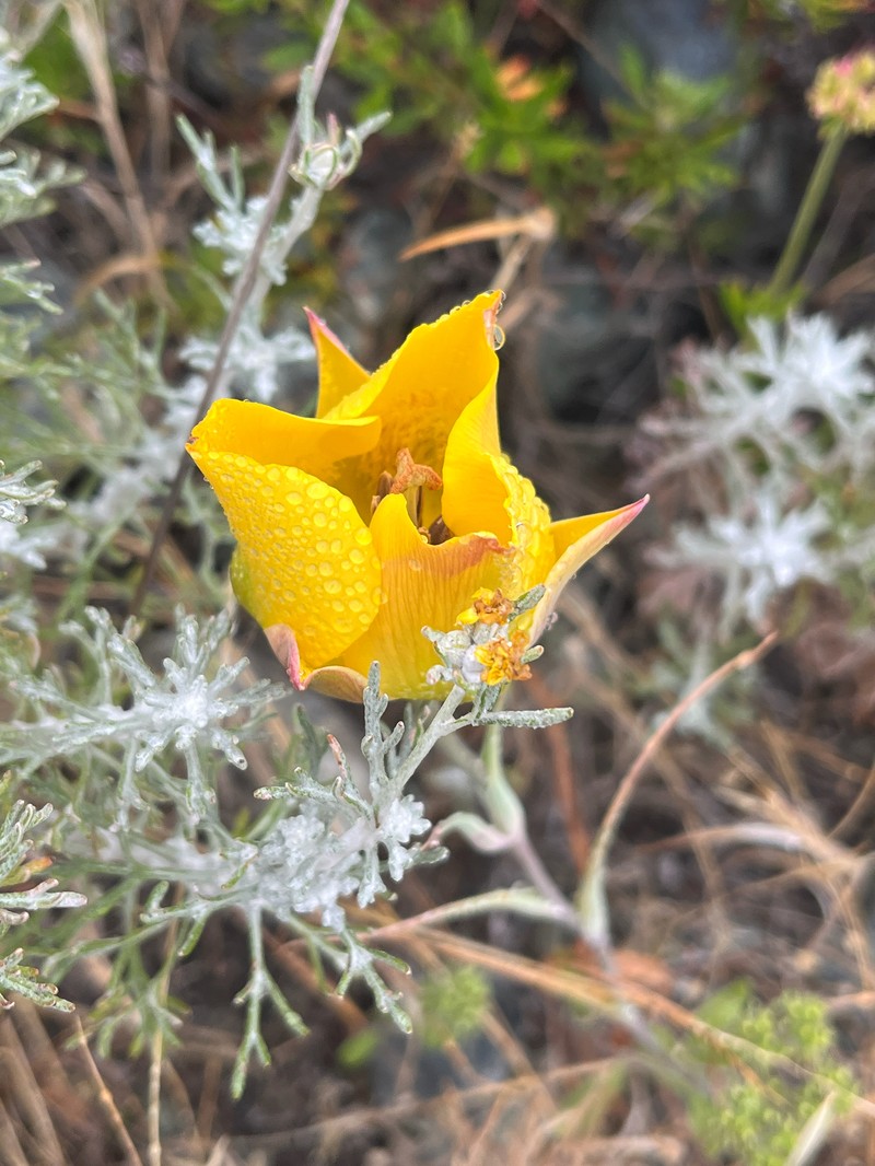 Calochortus clavatus var. pallidus photo 3