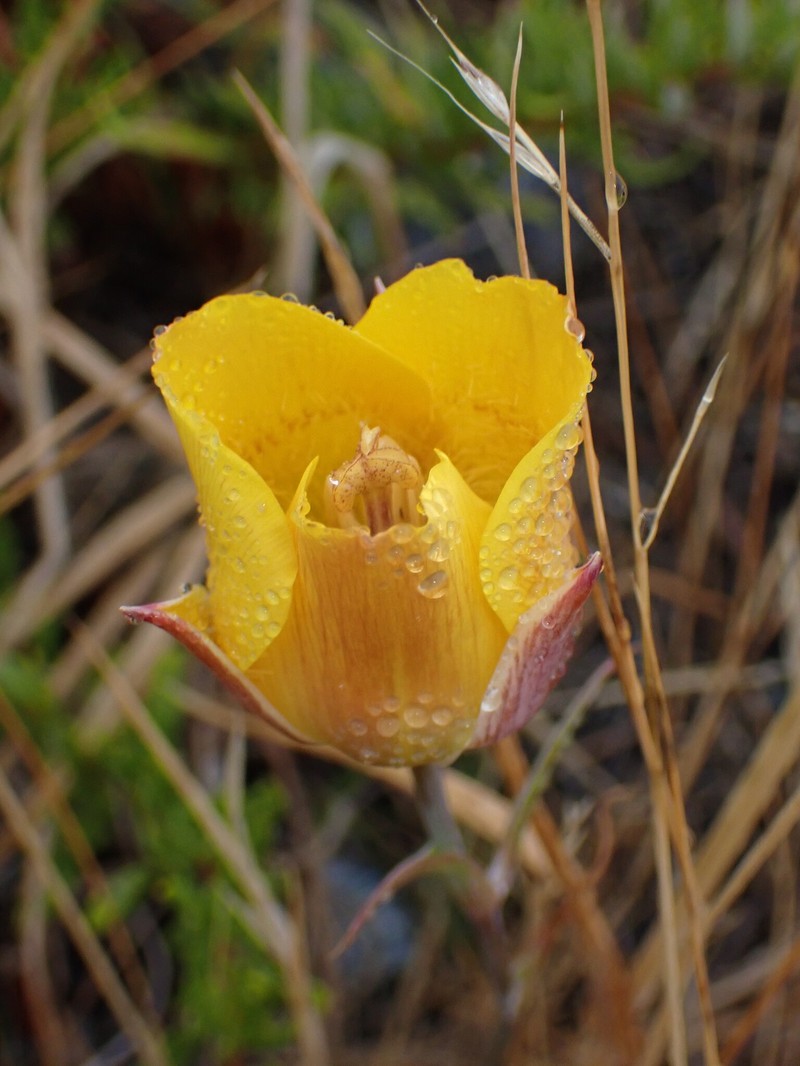 Calochortus clavatus var. pallidus photo 4