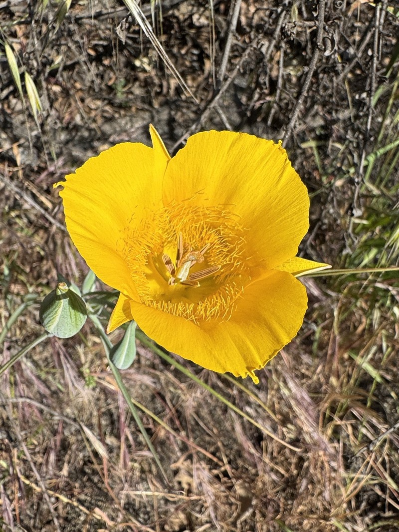 Calochortus clavatus var. pallidus photo 5
