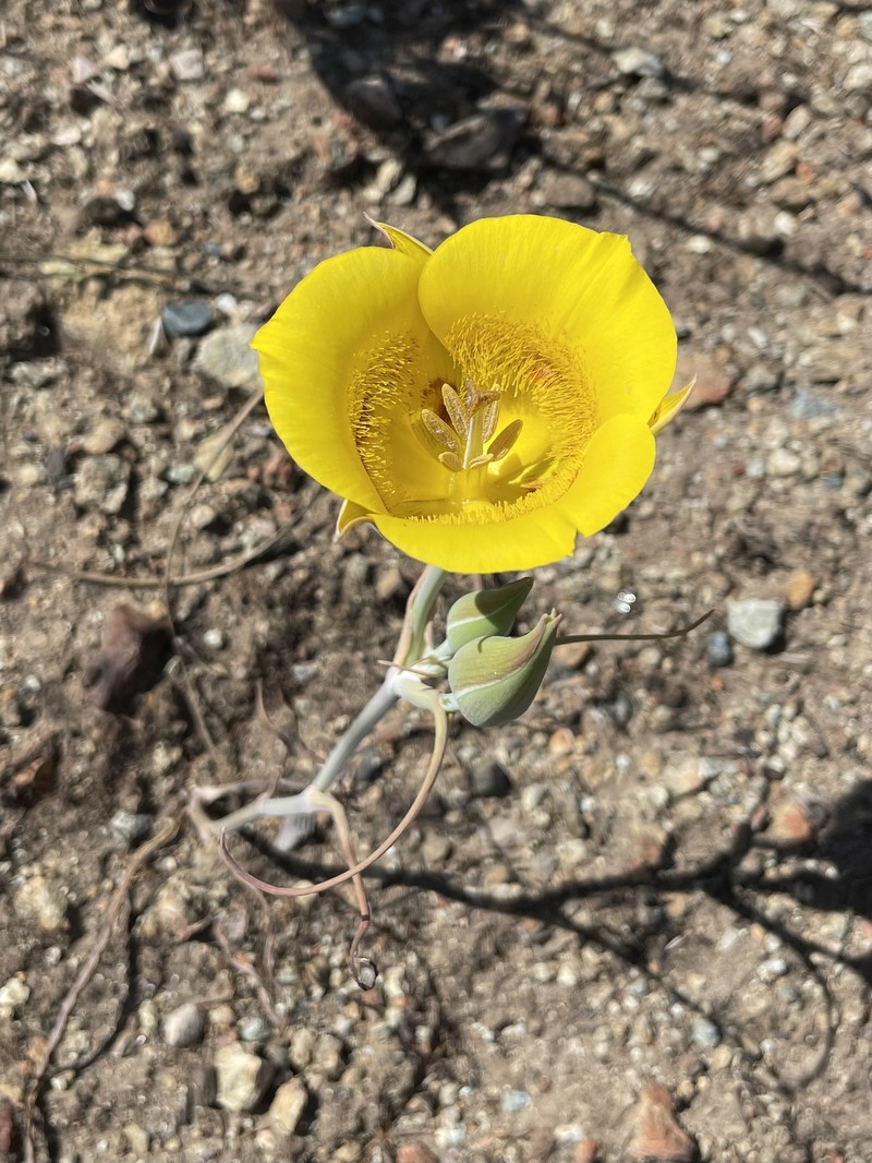 Calochortus clavatus var. pallidus photo 6