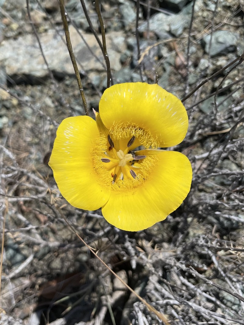 Calochortus clavatus var. pallidus photo 7