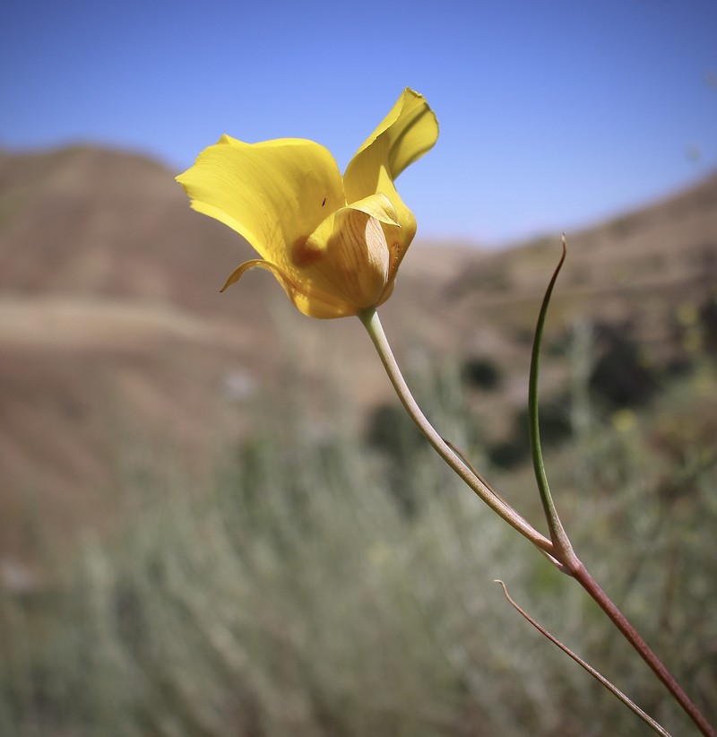 Calochortus clavatus var. pallidus photo 8