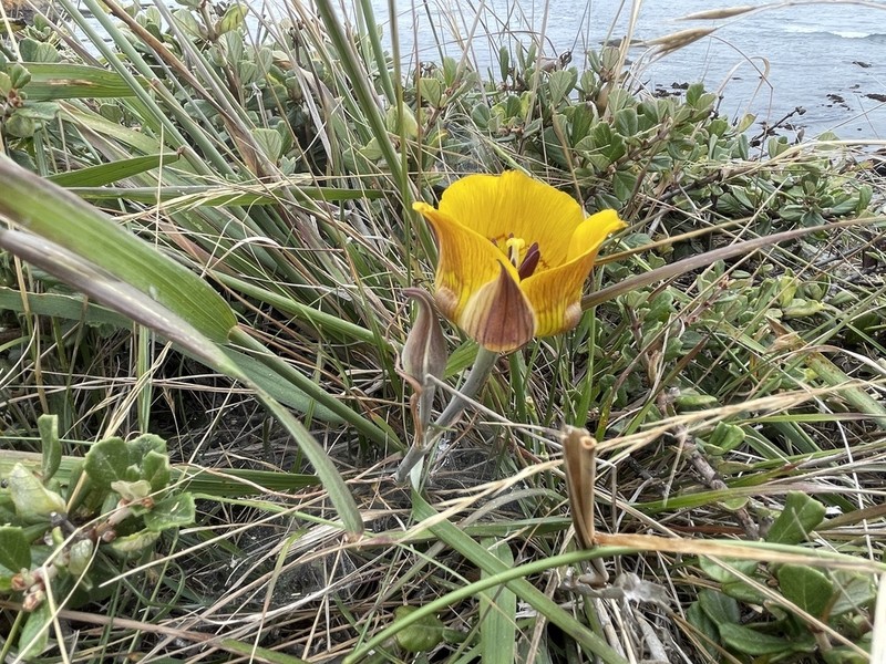 Calochortus clavatus var. recurvifolius