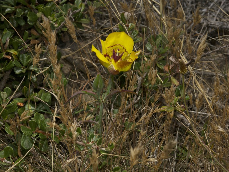 Calochortus clavatus var. recurvifolius photo 2