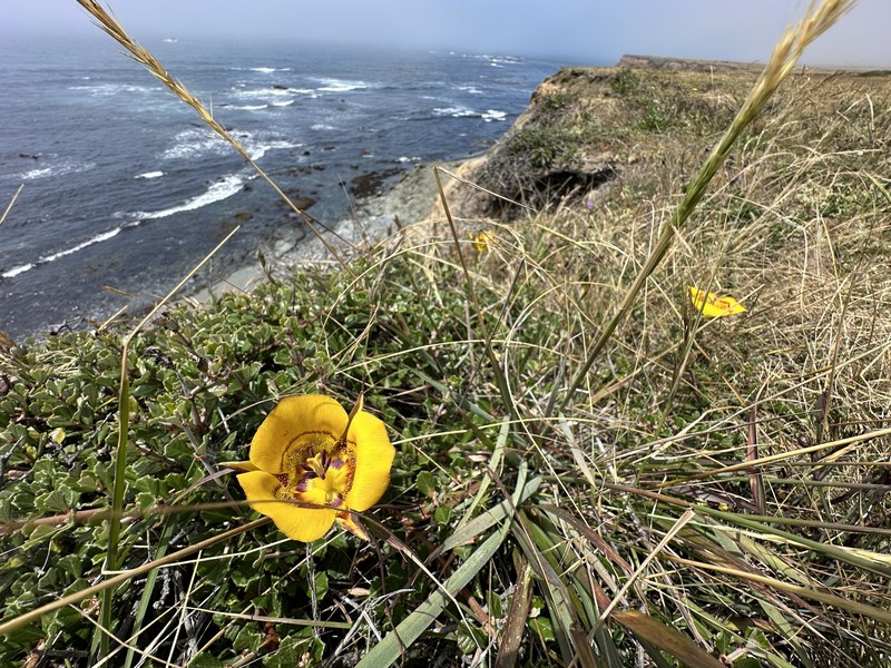 Calochortus clavatus var. recurvifolius photo 3