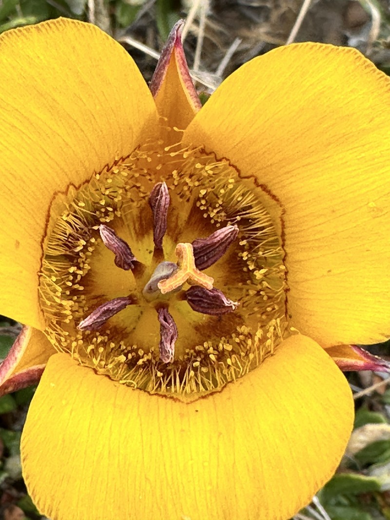 Calochortus clavatus var. recurvifolius photo 4