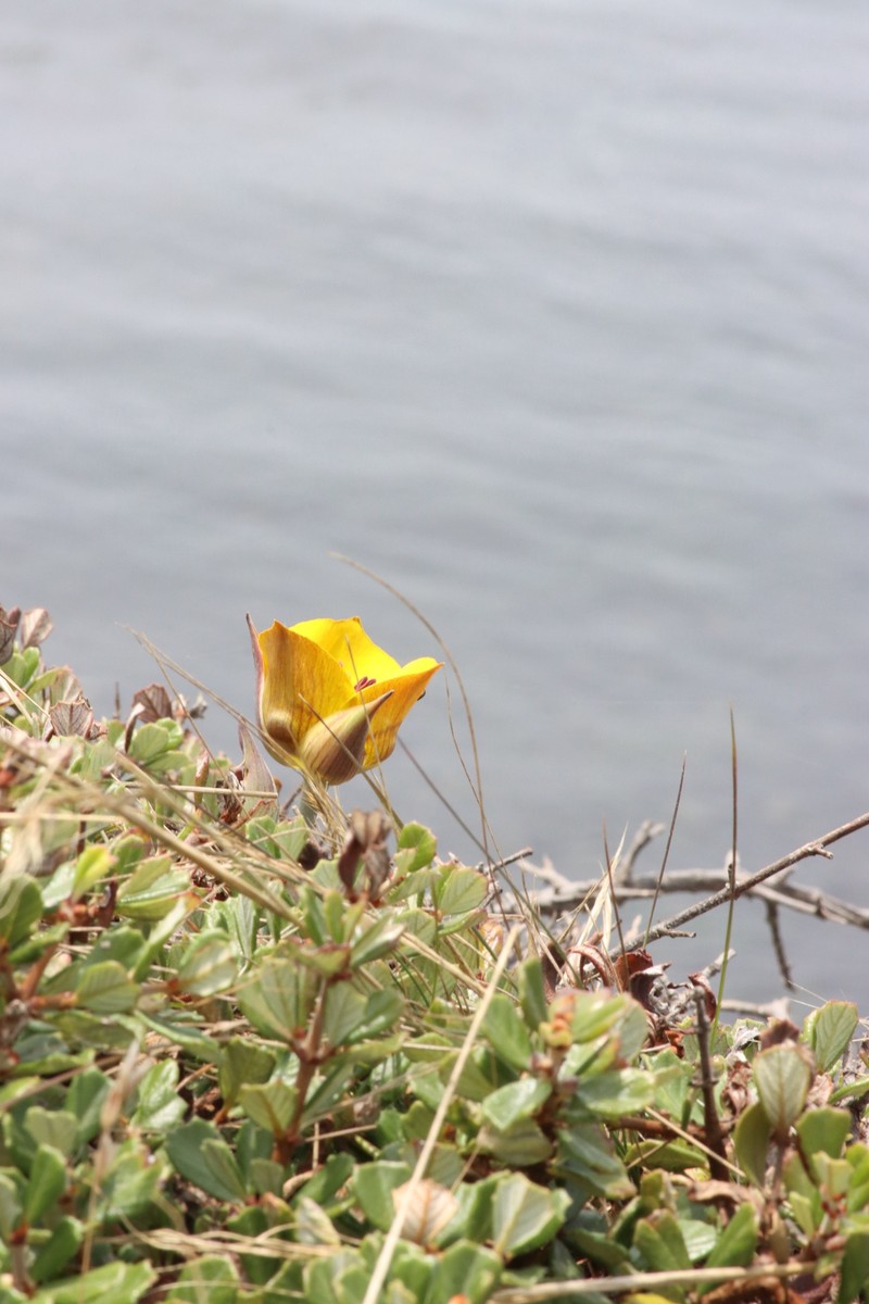 Calochortus clavatus var. recurvifolius photo 5