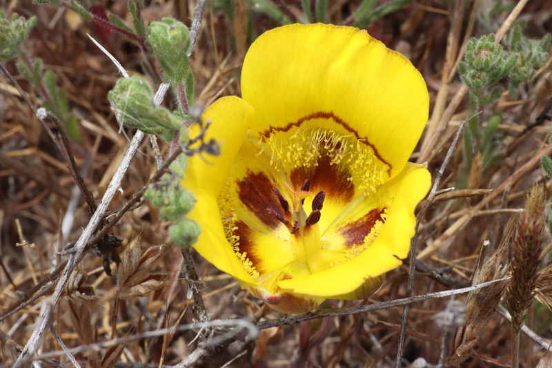 Calochortus clavatus var. recurvifolius photo 6