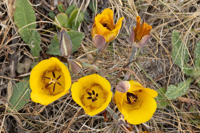 Calochortus clavatus var. recurvifolius photo 7