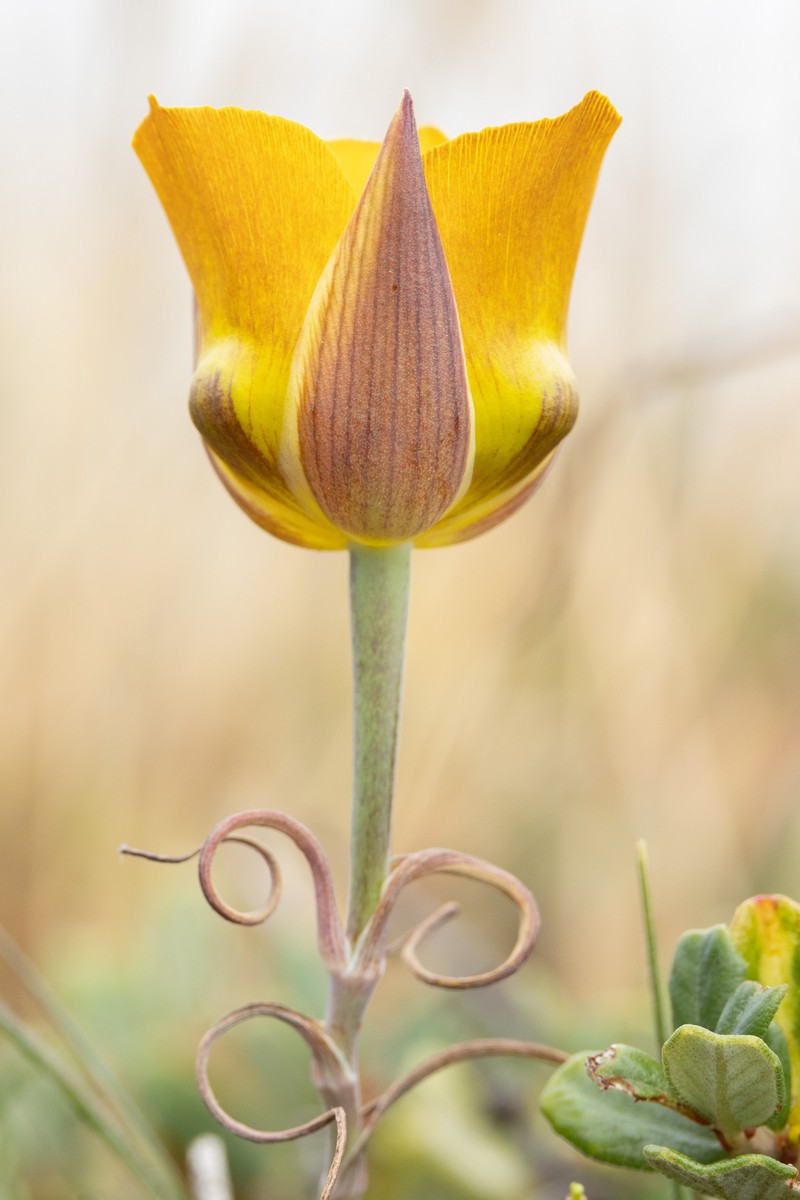 Calochortus clavatus var. recurvifolius photo 8