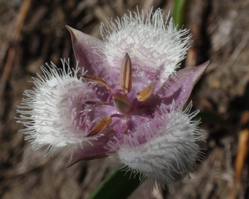 Beavertail Grass