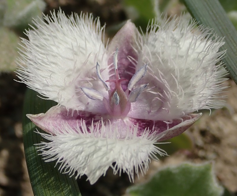 Beavertail Grass photo 2