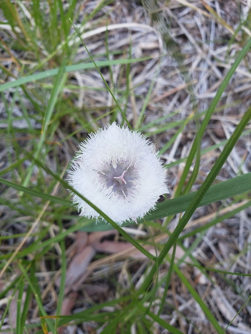 Beavertail Grass photo 3