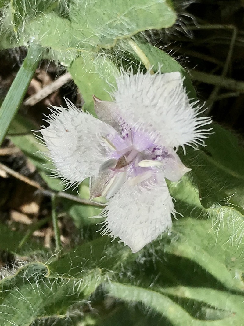 Beavertail Grass photo 5