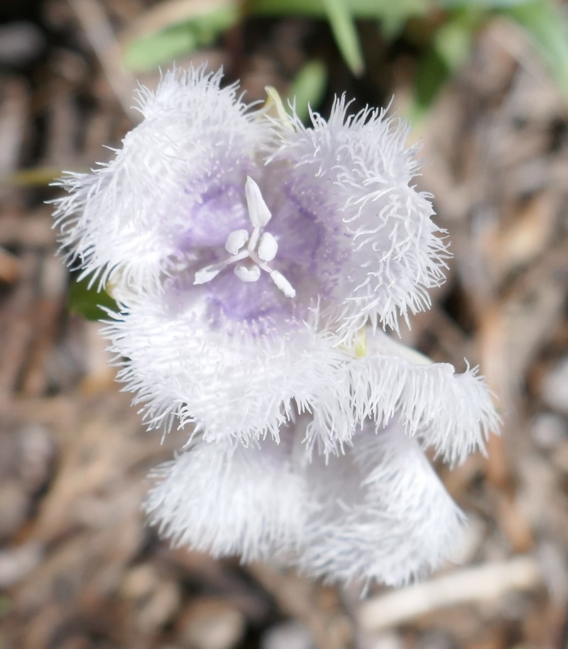 Beavertail Grass photo 7