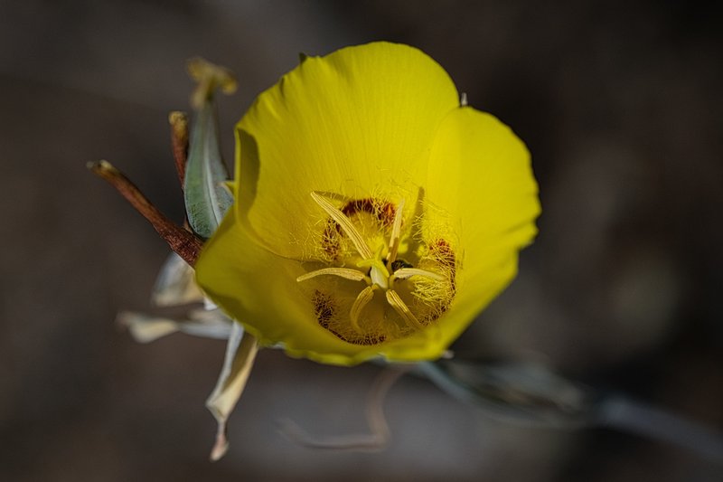 Goldenbowl Mariposa Lily