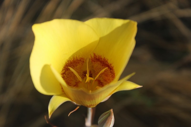 Goldenbowl Mariposa Lily