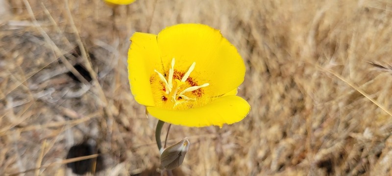 Goldenbowl Mariposa Lily photo 2